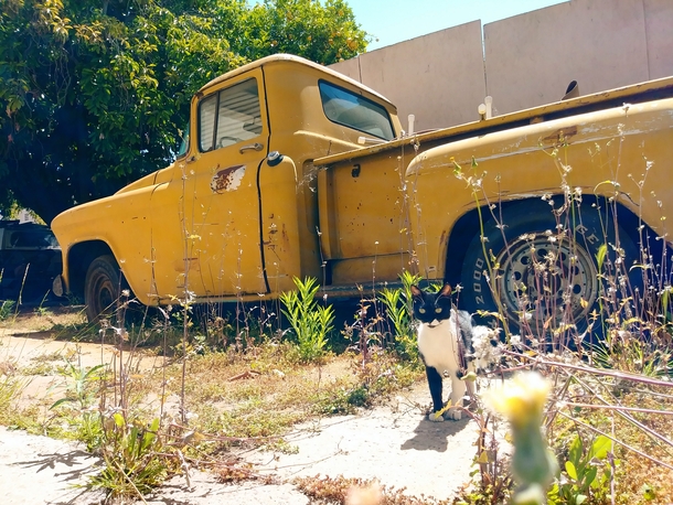 Abandoned  Chevy truck