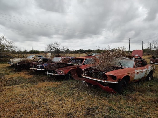 Abandoned Classic Mustangs Refugio Texas