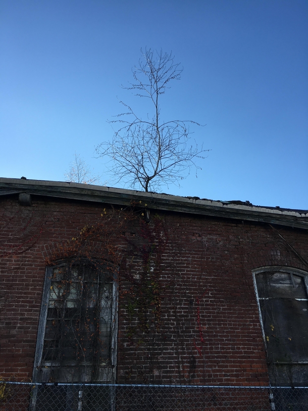 Abandoned clothing factory in the USA fully equipped with a gutter tree