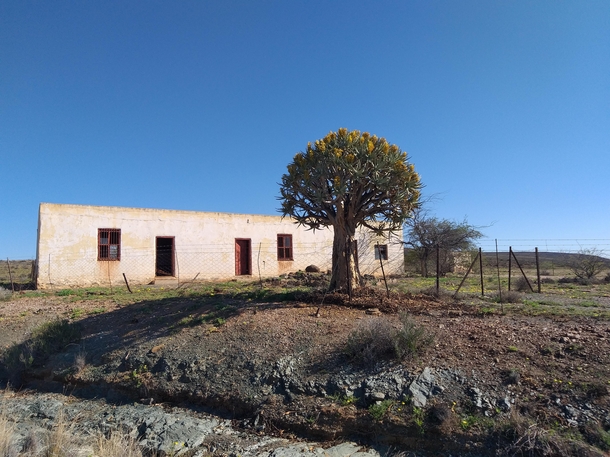 Abandoned farm building and flowering quiver tree in the Karoo South Africa
