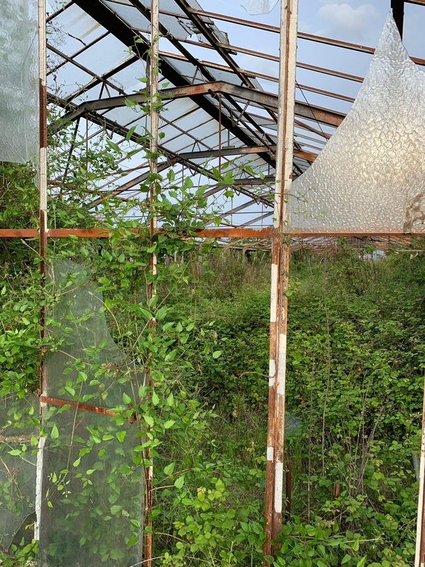 Abandoned Garden center in Antibes sur la gaze France
