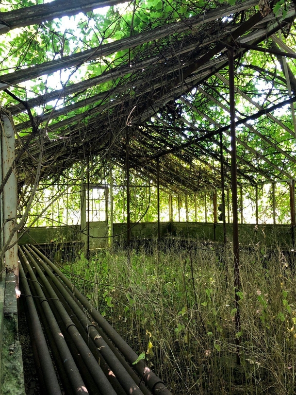 Abandoned greenhouse in Ontario Canada