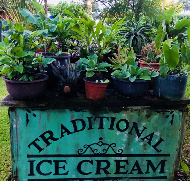 Abandoned ice cream cart that was turned into a plant table in Cozumel Mexico