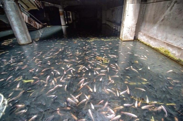 Abandoned mall turned into fish pond that is to be moved soon  photo by Jesse Rockwell more photos and info in comments