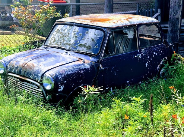 Abandoned mini in the front yard Brisbane Aus