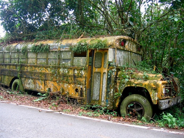 Abandoned school bus cultivates moss on the side of the road in Puerto Rico 