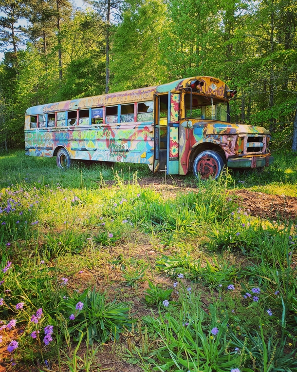 Abandoned School Bus in a Field of Wildflowers Chattahoochee Hills Georgia 