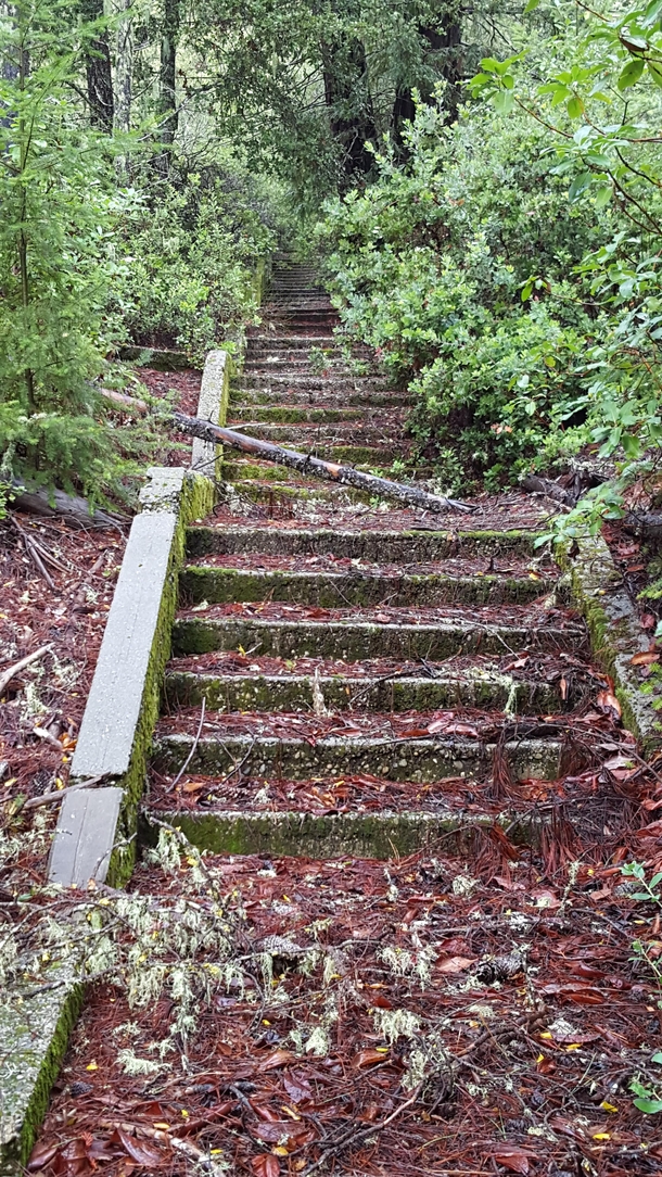Abandoned stairs where the redwoods meet the chaparral Big Basin Redwoods CA