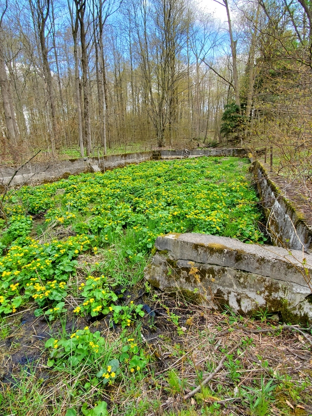 Abandoned swimming pool near Kitchener Ontario Canada