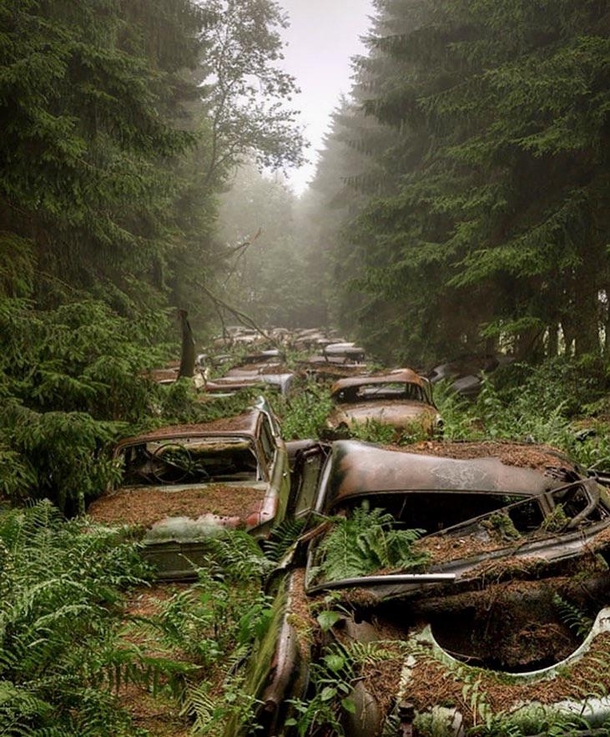 Abandoned traffic jam in a Belgium forest