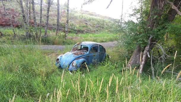 Abandoned VW Bug in WA
