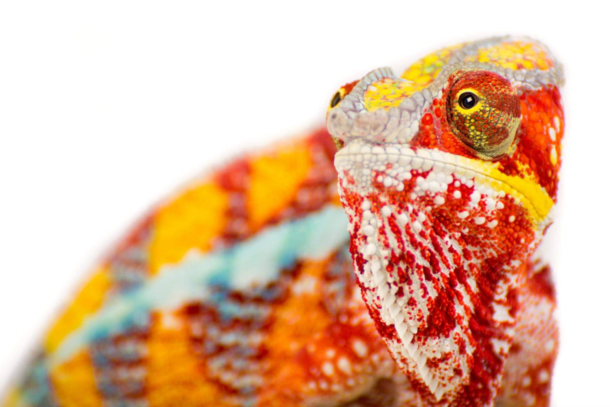 Absolutely stunning chameleon brought into the studio Was a pleasure to photograph