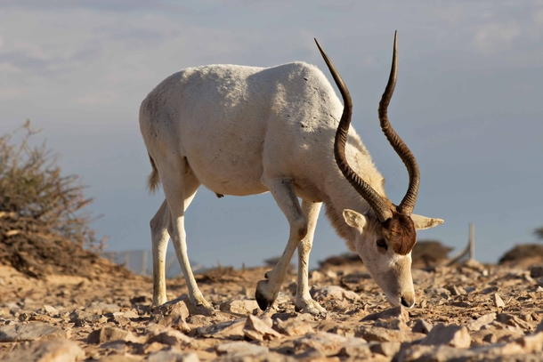 Addax or White Antelope Sahara Desert