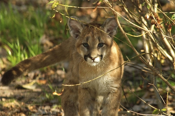 Adolescent Cougar Puma concolor 