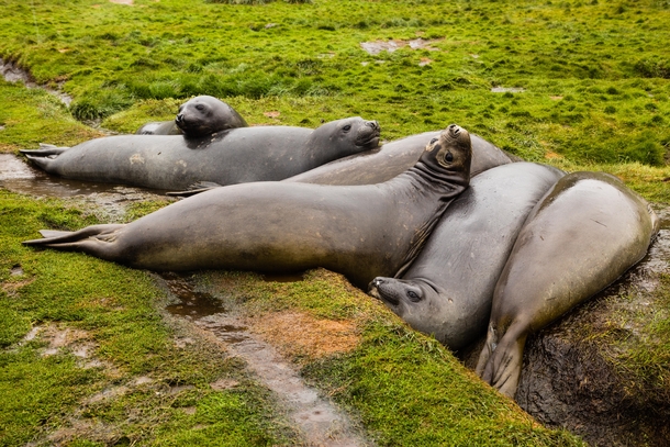 Adolescent elephant seals doesnt look comfortable to me but they chose to rest in the ditch South Georgia Island 