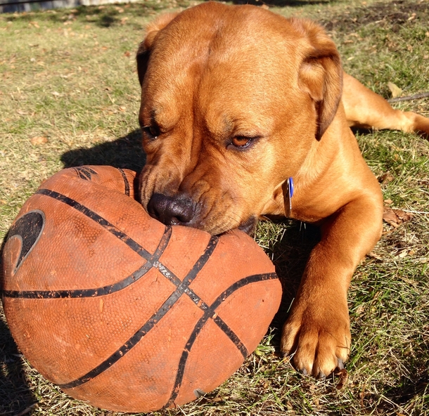 Adopted this beautiful goldenrottweilerpitshepard from the humane society st thing he did at his new home was destroy my basketball Who cares look at him 