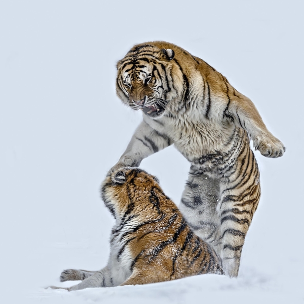 Adult tigers playing in the snow 
