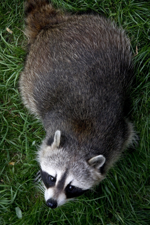 Aerial photo of a bandit Procyon lotor 
