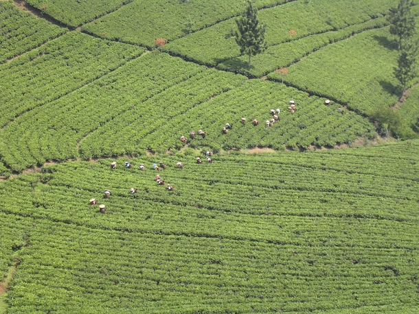 Aerial photo of a tea plantation on the island of Java Indonesia 