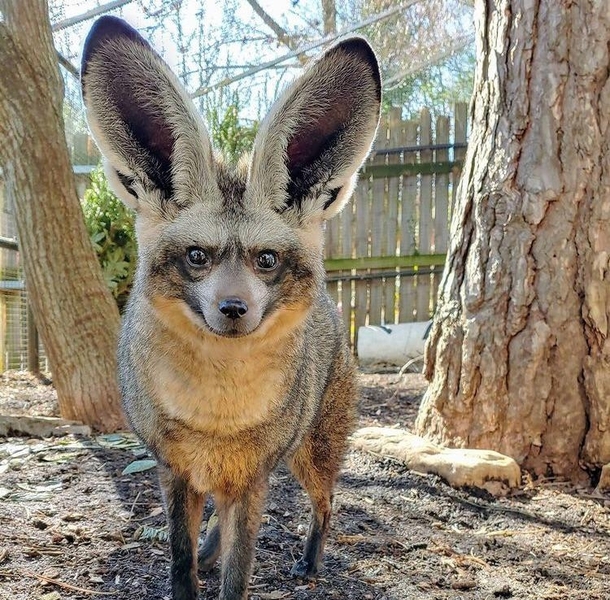 African Bat-Eared Fox