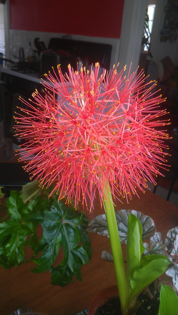 African Blood Lily 