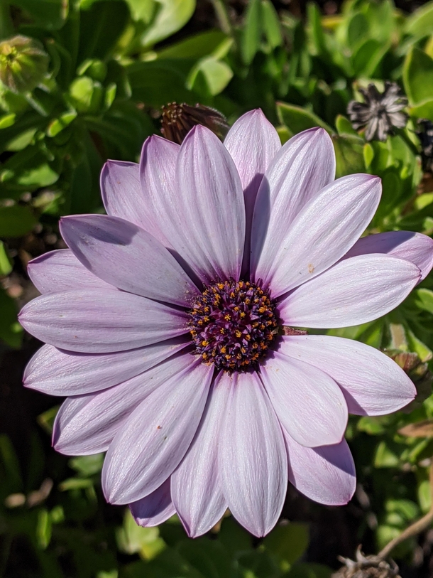 African daisy blooms like a pretty girl in spring OC