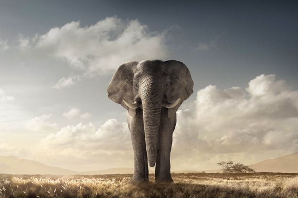 African Elephant composite by Chris Clor 