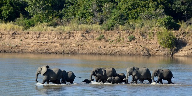 African elephant family in Zambia 