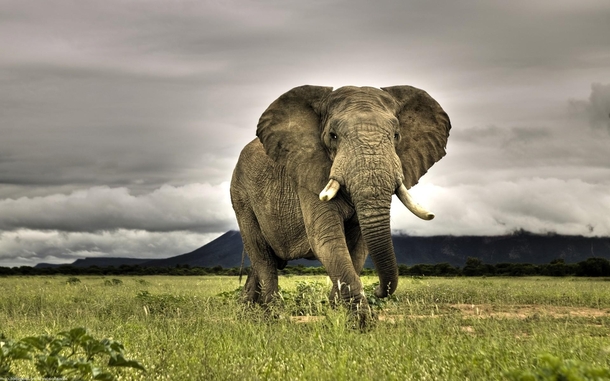 African elephant Kruger National Wildlife Park