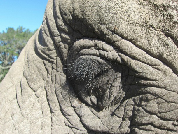 African elephants eye Taken in Knysna South Africa 