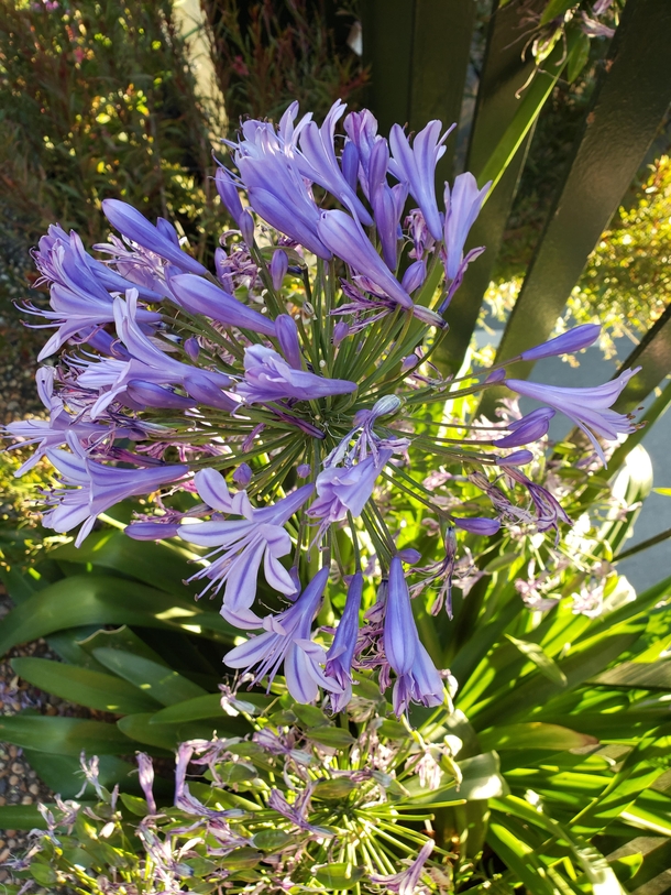 African lily Agapanthus africanus