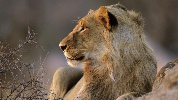 African Lion Kruger National Park South Africa 