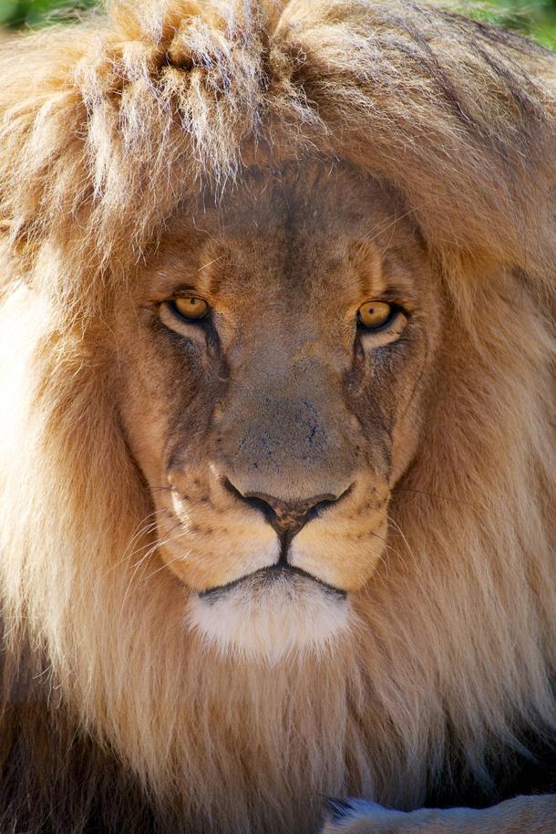 African Lion Panthera Leo 