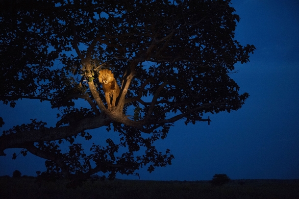 African lion Panthera leo in a tree in Uganda at nighttime 