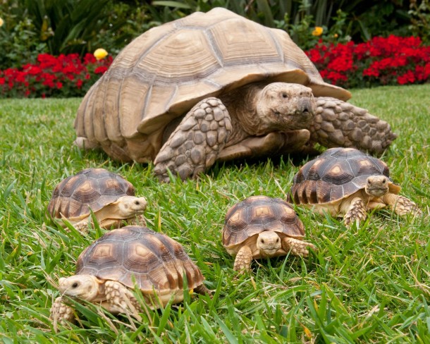 African spurred tortoises Geochelone sulcata