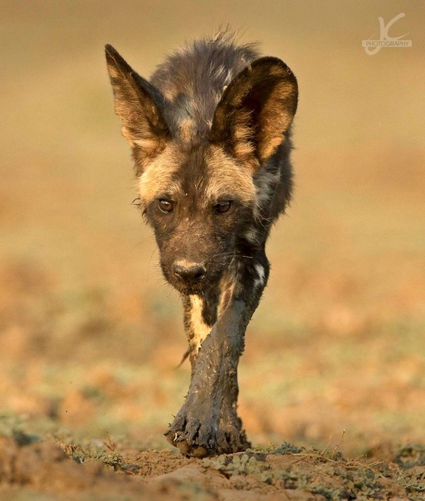 African wild dog aka painted wolf  image by Jens Cullmann