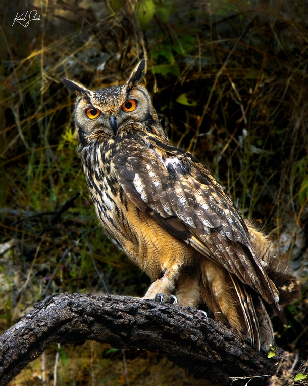 After searching for  years I finally got an opportunity to photograph this majestic Owl in the wild The Indian Eagle Owl