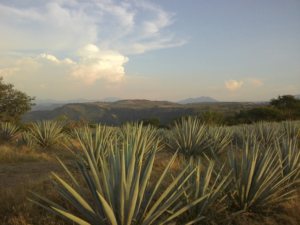 Agaves field in Tequila Mexico 