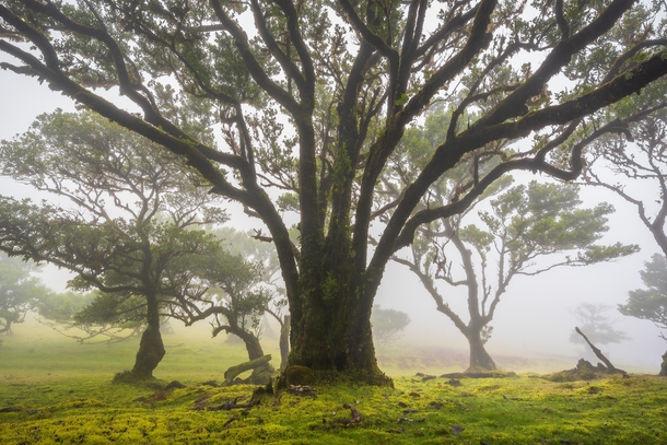 Age-old trees in a misty magical Laurissilva forest Portugal 