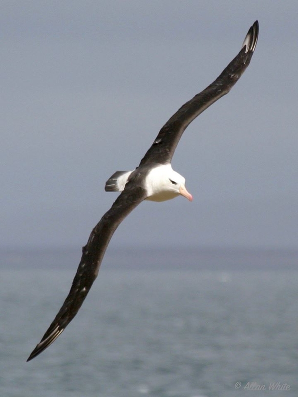 Albatross - Full wing spread - West Point Island Falklands
