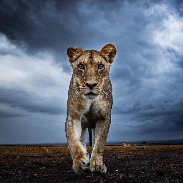 All hail the queen A beautiful picture of a lioness from Serengeti national park Tanzania