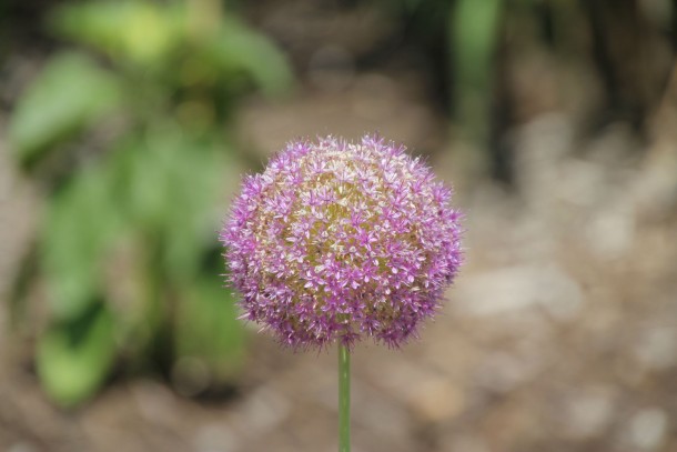 Allium giganteum 