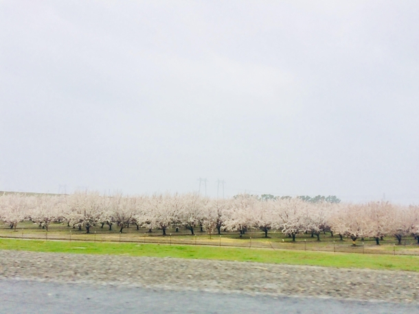 Almond orchard in full bloom Feb  