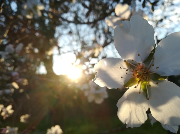 Almond tree flowers are beautiful