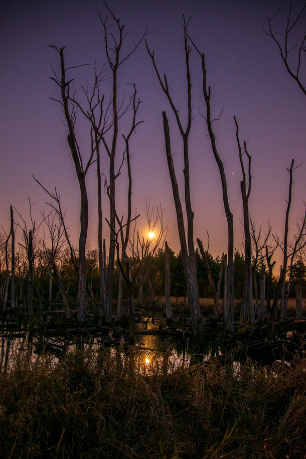 Alone in the Swamp With the Blue Hunters Moon on the Rise Northern Illinois US 