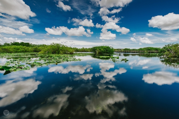 Along the Anhinga Trail in Everglades National Park by Evan Rich 