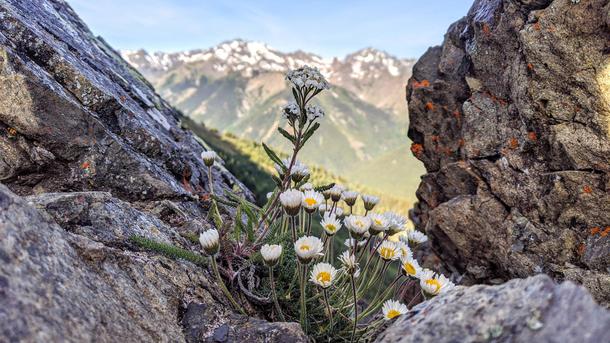 Alpine daisies at Olympic National Park WA 