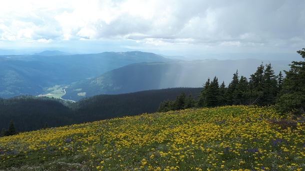 Alpine flowers and a thunderstorm over Sun Peaks BC Canada  x