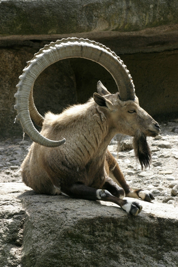 Alpine Ibex Capra ibex 