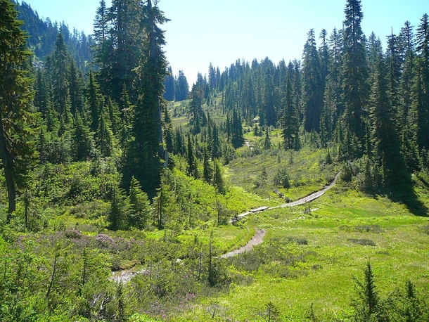 Alpine meadow in the Cascades USA 
